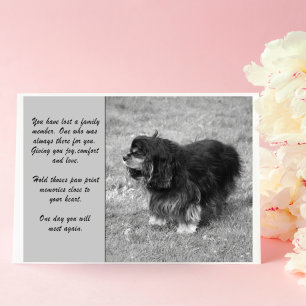 Carte Cavalier King Charles Sympathy Greeting Card