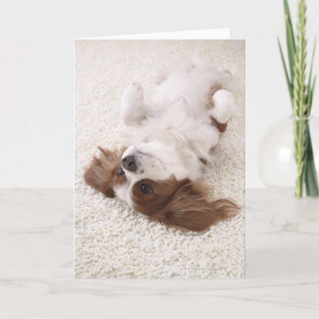 Carte Cavalier montrant le ventre (Devant)