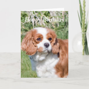 Cartes Cavalier Roi D Anniversaire Zazzle Fr