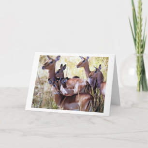 CARTE CE GROUPE DE DEER VOUS ENVOYE DES DÉSIRS D'ANNIVER