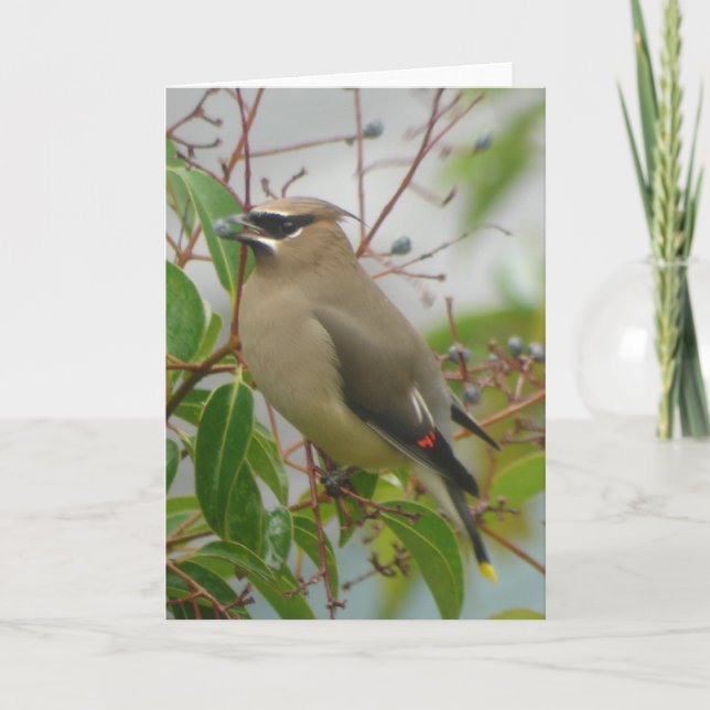Carte Cedar Waxwing Card (Devant)