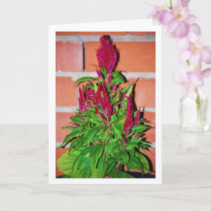 Carte Celosia Argentea - Le souffle du dragon - Plante