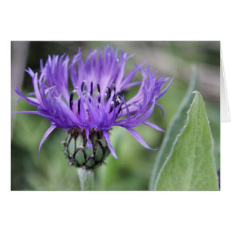 Carte Centaurea