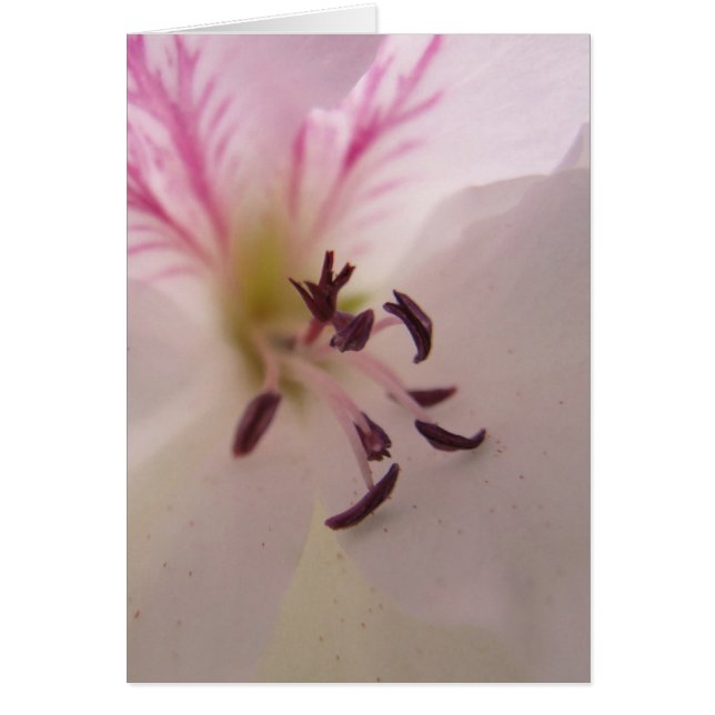 Carte Centre Geranium (Devant)
