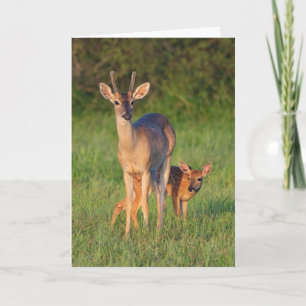 Carte Cerf à queue blanche   Habitat herbeux