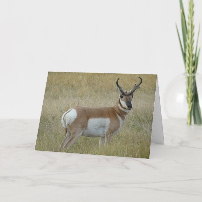 Carte Cerf antilope A1 (Devant)