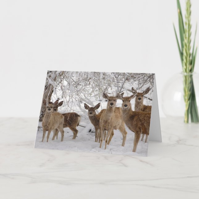 Carte Cerf Mule Wyoming (Devant)