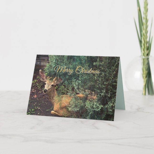 Carte Cerf regarde avec de grands yeux et oreilles (Devant)