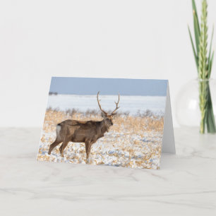 Carte Cerf Sika dans un champ enneigé Japon