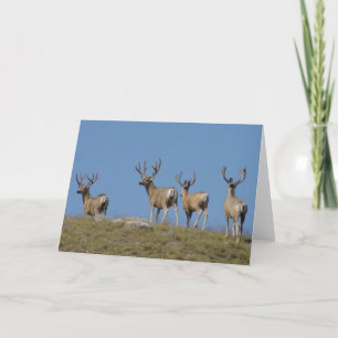 Carte Cerfs Mulets D9 en Velours