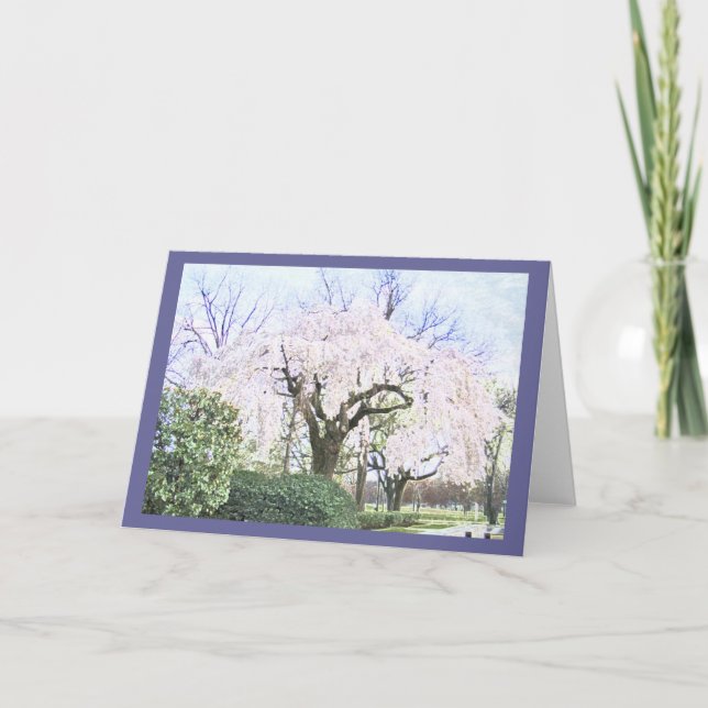 Carte Cerise pleurante dans le Washington DC (Devant)