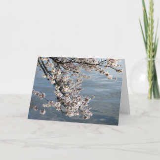 Carte cerisier en fleurs Washington DC