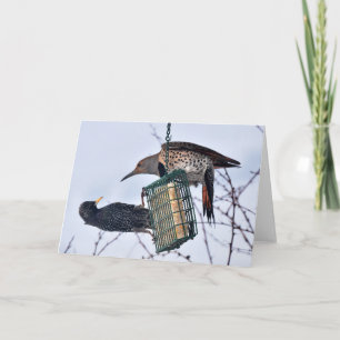 Carte C'est la bataille de Northern Flicker et de Starli