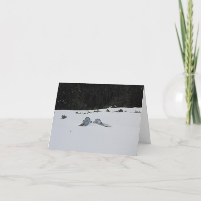 Carte - chaises d'adirondack dans la dérive de (Devant)