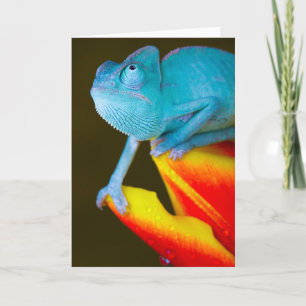 Carte Chameleon sur une Tulipe rouge et jaune