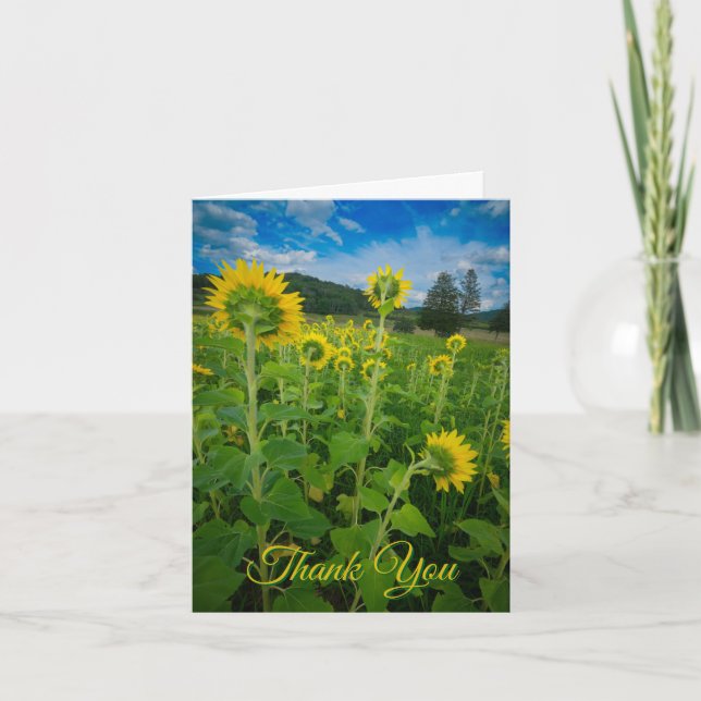 Carte "Champ de tournesols de Pennsylvanie"  (Devant)