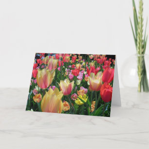 Carte Champ de Tulipes
