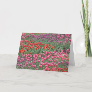 Carte Champ De Tulipes