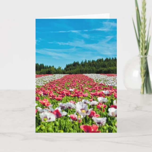 Carte Champ rouge et blanc (Devant)