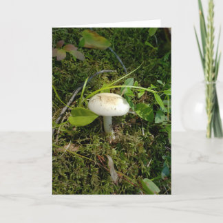 Carte Champignons dans la forêt