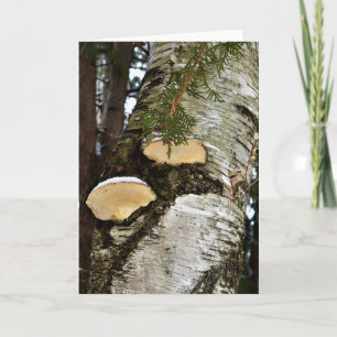 Carte Champignons enneigés sur bouleau