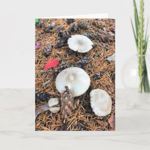 Carte Champignons et cônes de pin