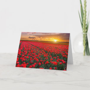 Carte Champs de tulipe au coucher du soleil dans
