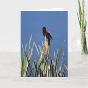 Carte Chanter Blackbird