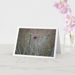 Carte Chardon cotonneux, plante d'Onopordum