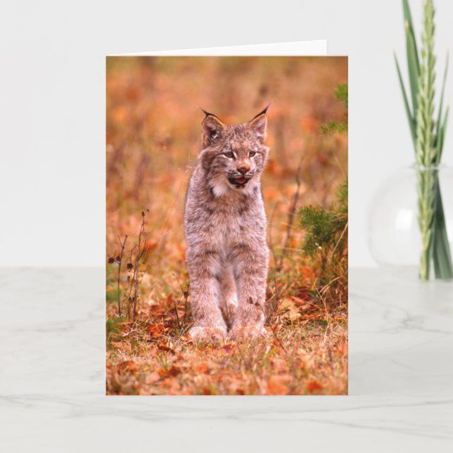 Carte Chasse au lynx roux | Forêt d'automne (Devant)