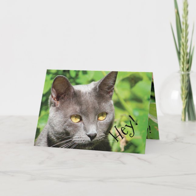 Carte Chat au soleil (Devant)