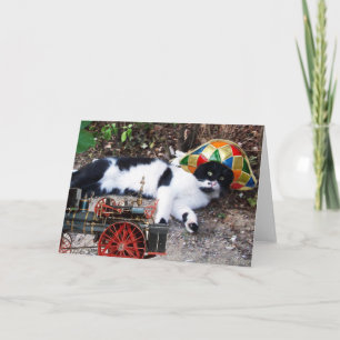 CARTE CHAT AVEC CASQUETTE HARLEQUIN AVEC LOCOMOTIVE À VA