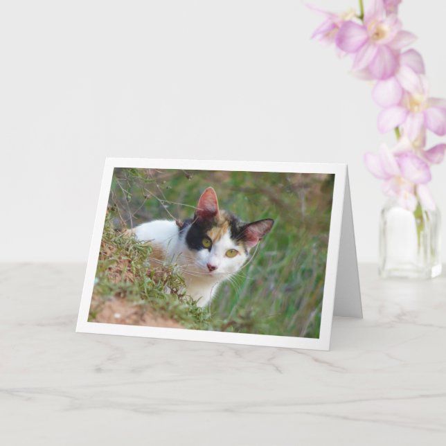 Carte Chat avec Motif Calico (Orchidée)