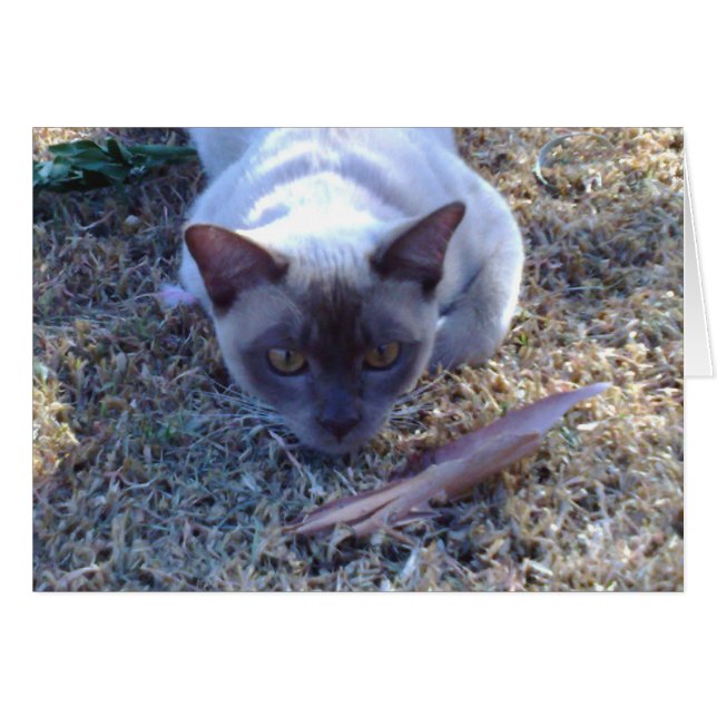 Carte Chat birmane (Devant horizontal)