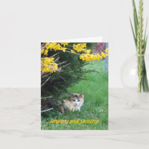 Carte Chat, bonbon un, anniversaire