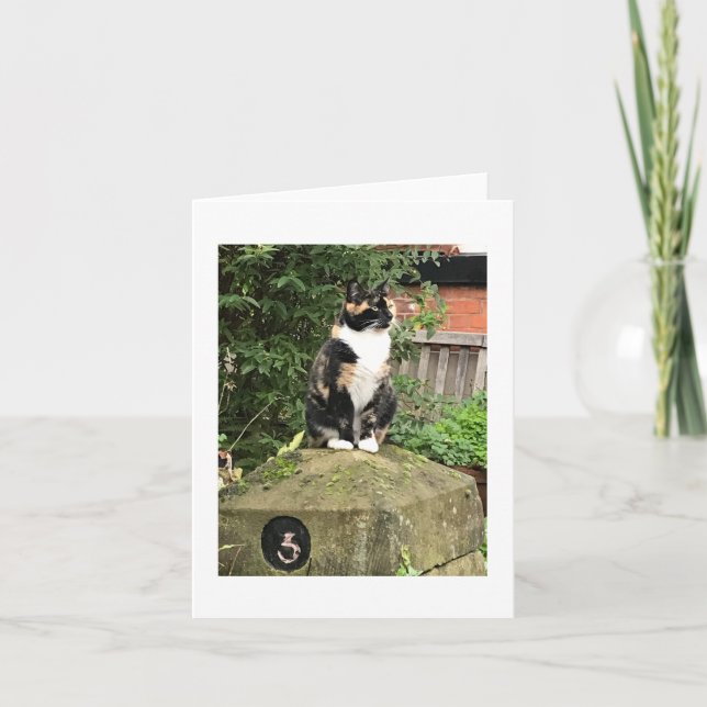 Carte Chat calico écaille de tortue et blanc (Devant)