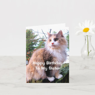 Carte Chat Calicot Anniversaire Soeur