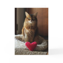 Chat coeur Chat Somali Saint-Valentin