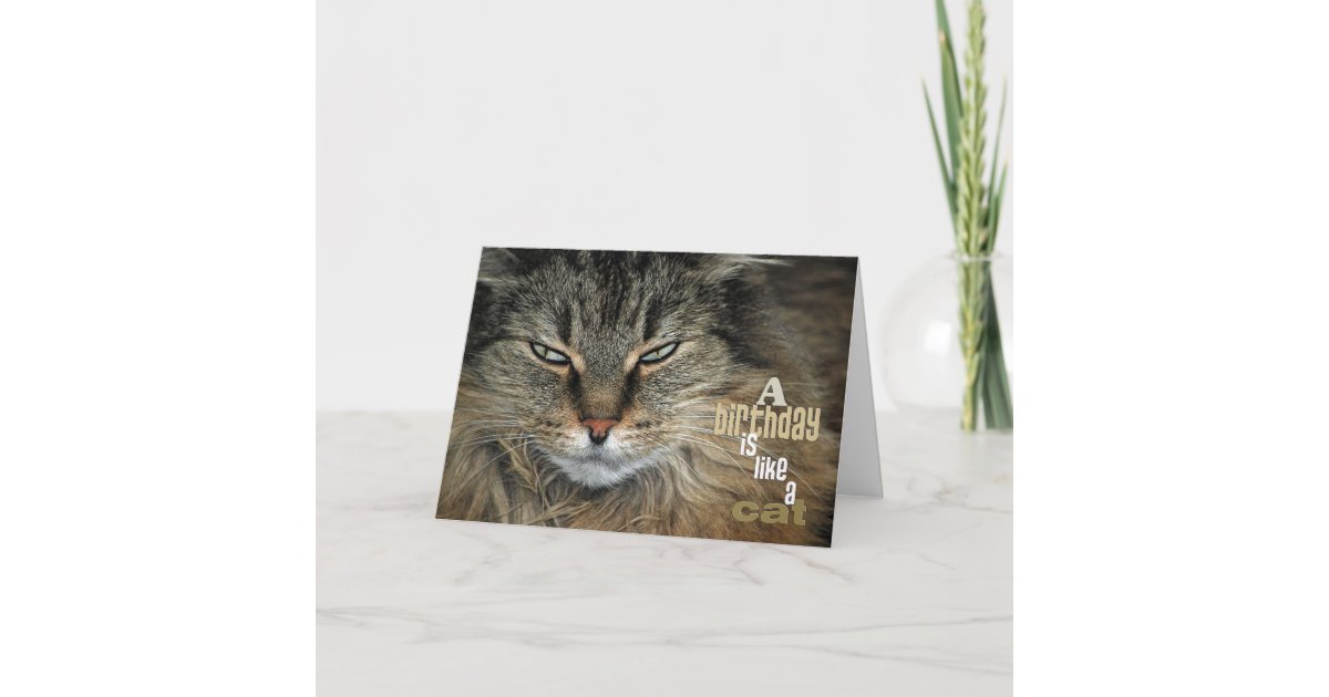 Carte Chat De Birthday Zazzle Fr Carte Chat De Birthday Zazzle Fr