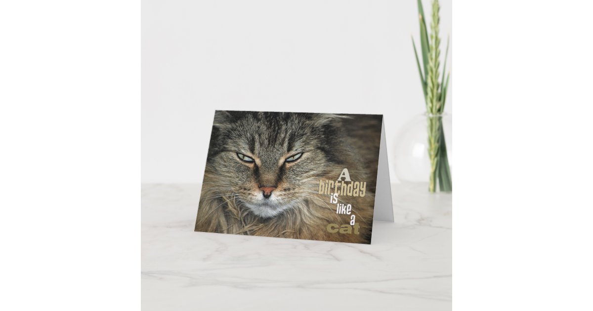 Carte Chat De Birthday Zazzle Fr