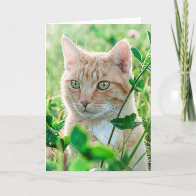 Carte Chat de gingembre avec yeux verts en herbe (Devant)