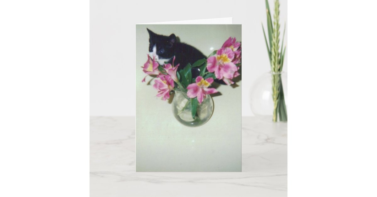 Carte Chat De Joyeux Anniversaire Avec Des Fleurs Dans Zazzle Fr Carte Chat De Joyeux Anniversaire Avec Des Fleurs Dans Zazzle Fr