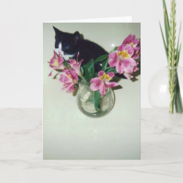Carte Chat De Joyeux Anniversaire Avec Des Fleurs Dans Zazzle Fr Carte Chat De Joyeux Anniversaire Avec Des Fleurs Dans Zazzle Fr