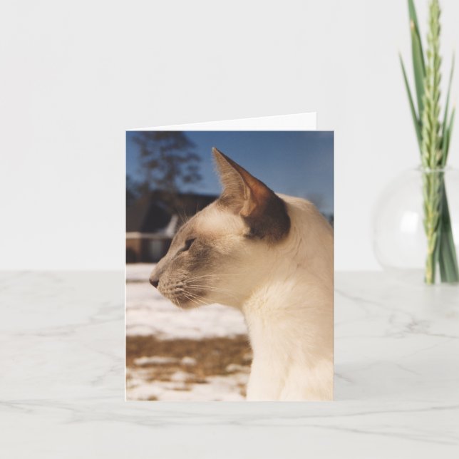 Carte Chat de neige - Profil de la pointe bleue de Siame (Devant)