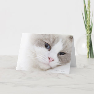 Carte Chat de Ragdoll