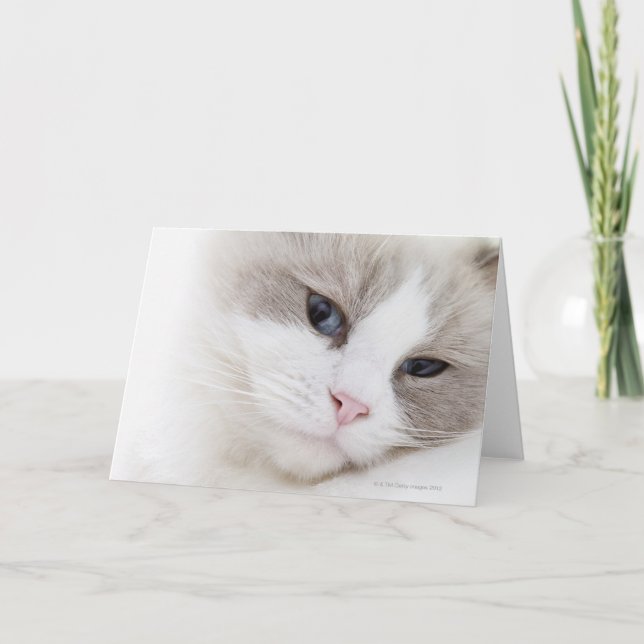 Carte Chat de Ragdoll (Devant)