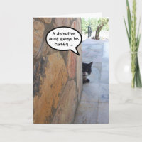 CHAT DÉTECTIF DERRIÈRE LE MUR DE PIERRE / Fête des