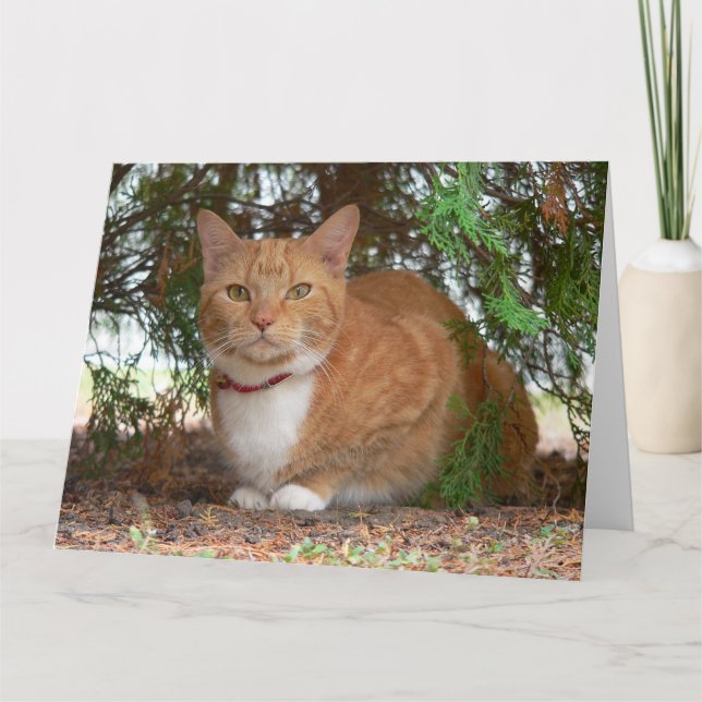 Carte Chat domestique orange gingembre tabby (Devant)