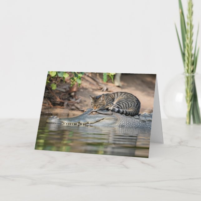 Carte Chat drôle de nap sur alligator (Devant)