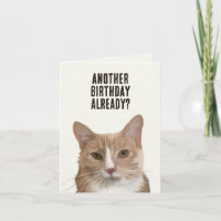Chat drôle Kitten Me Pun Anniversaire